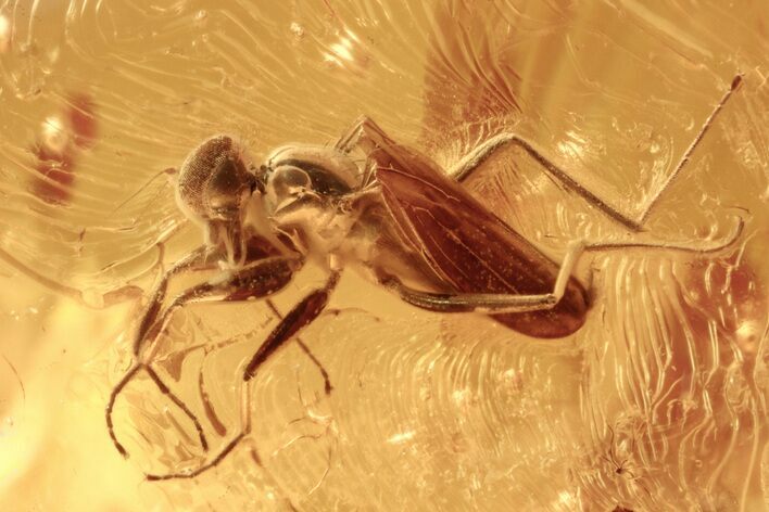 Detailed Fossil Dance Fly (Hybotidae) In Baltic Amber #275412